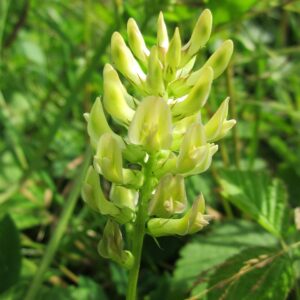 astragalus glycophyllos, liquorice milkvetch, wild liquorice-846681.jpg