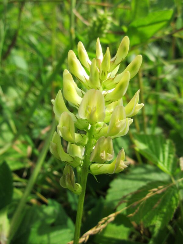 astragalus glycophyllos, liquorice milkvetch, wild liquorice-846681.jpg