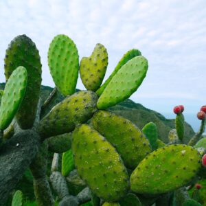 prickly pear, opuntia, succulent-1501307.jpg