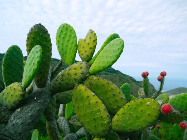 prickly pear, opuntia, succulent-1501307.jpg