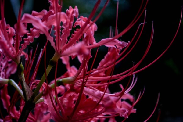 spider lily, cluster amaryllis, ヒバンバナ-2797883.jpg